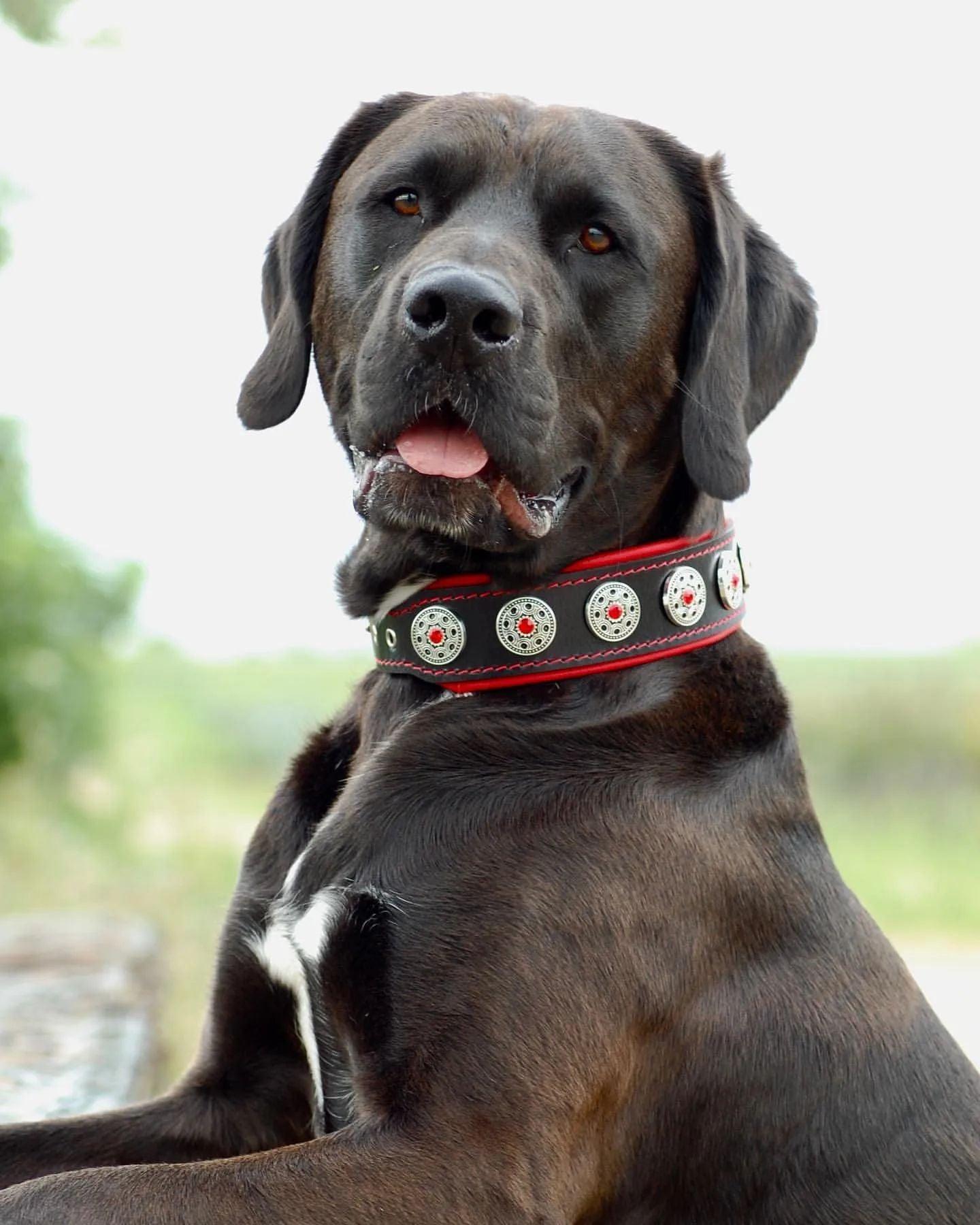 "Jewel" collar black & red