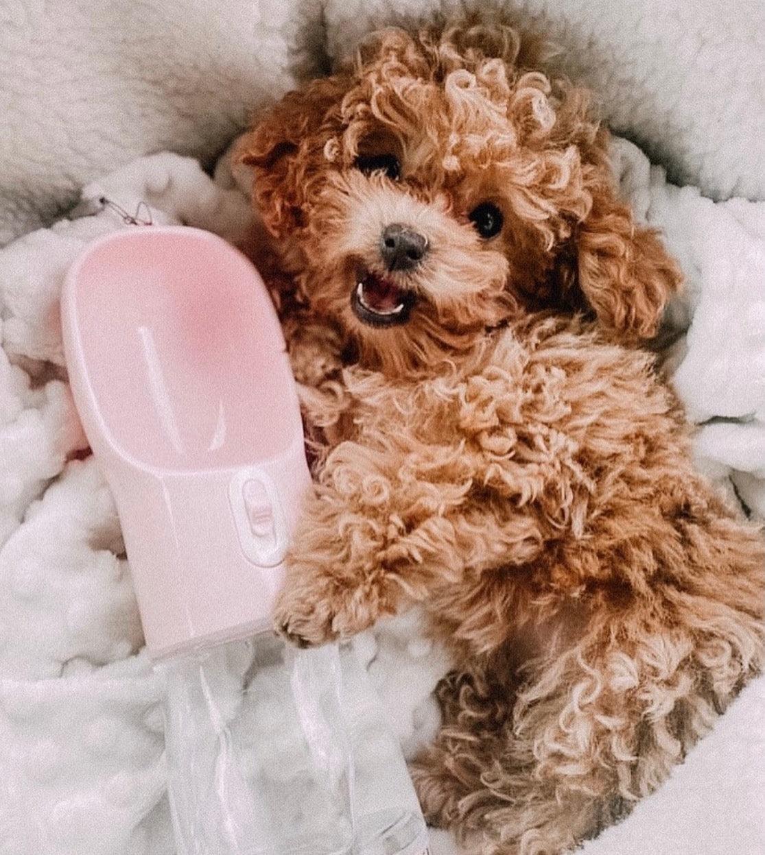 2-in-1 Portable Pet Feeder – Pink