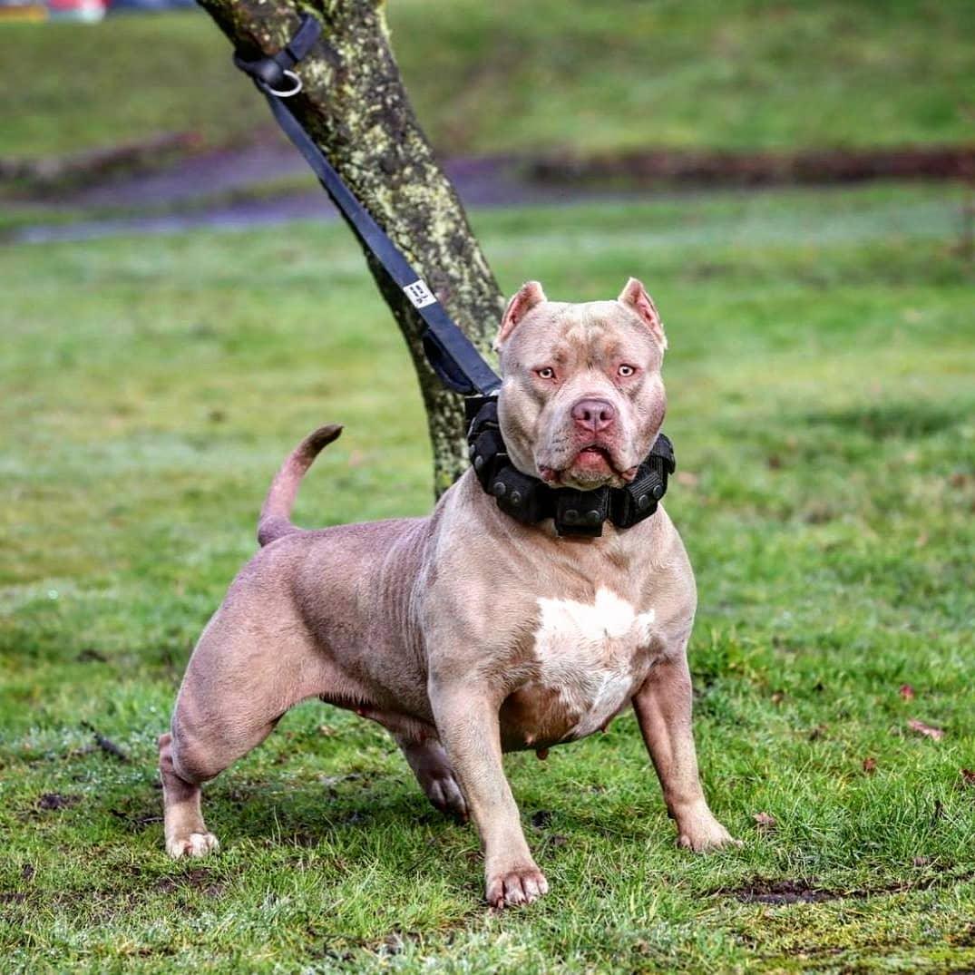 Weighted dog training collar. Large breeds. 5 lbs total. Removable weights.